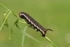 agrius convolvuli