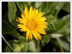 Fiore giallo