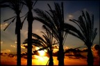 Tropical