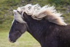 Cavallino