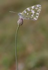 Farfalla