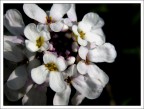 Fiori bianchi