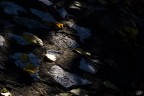 Presagi d'autunno