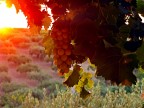 i raggi del sole che colpiscono gli acini hanno suscitato in me tanti ricordi ed odori di terra, vendemmia e calore del sole.
Purtroppo per non perdere i dettagli delle foglie a destra ho dovuto schiarire ed un p credo si sia perso l'effetto della foto.