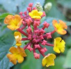 Cos bello sto fiore, che non sapevo come altro fotografarlo se non cos.