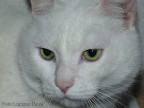 Gattone