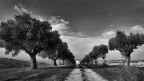 il viale