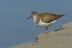 Piro-Piro boschereccio (Tringa glareola)