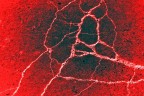 blasfemia