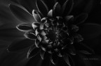 Non faccio foto di fiori