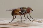 Canon 50D + Canon 100 L IS USM Macro - mano libera
leggero crop per comporre