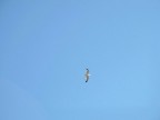 Volo