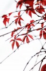 rosso d'autunno