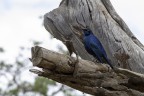 Commenti e/o critiche sempre molto ben accetti

Non so di che uccello si tratti, ma mi ha colpito la sua colorazione di un blu bellissimo! 

Kenya - Tsavo East National Park