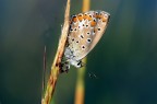 A700+SIGMA 150 F2,8+CAVALLETTO+1/30-f10-iso100-scatto remoto-alzo specchio-
a voi

enzo