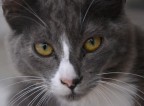 "Un Gatto  in grado di sostenere lo sguardo di un Re"