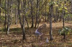 FANTASMA