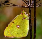 A700+sigma 150 f2,8 macro+cavalletto-1/20s-f10-iso 320-
purtroppo questa mattina nuvolosa..poco di bello..solo leggera
schiarita..
gradite critiche e osservazioni

ciao
enzo