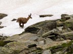 Camoscio Camoscio