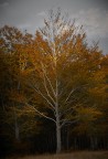 autumn hues