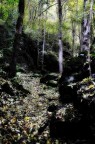 sentiero d'autunno