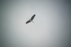 the heron
