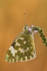 Pontia edusa