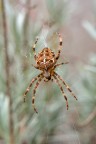 Niokn D7100
micro 105
ISO 140
1/25 sec.
F14