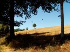 morimondo estiva
