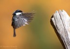 Landing