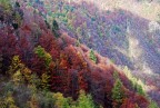 Bosco d'autunno