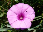 Piccolo insetto sul fiore