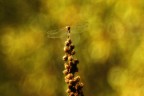 SONY A700+Meyer Goerlitz Trioplan 100mm f/2.8
f2,8-iso100-1/320s al ritorno..mi aspettava
gradite osservazioni e critiche
enzo