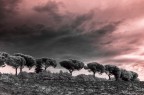 Sperimentando l'infrarosso.
Commenti e critiche sempre ben accettati!