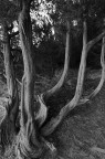 Foresta di pietra