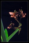 Natura morente...