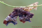 Polygonia c-album