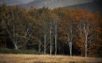 contest &quot;Alberi&quot;