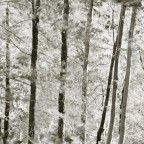 contest alberi