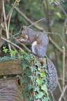 squirrel