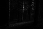 Nel bosco