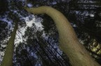 Alberi