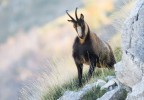 Non perch l'ho fotografato io ma perch lo  stato nominato tra le varianti esistenti.

Nikon d7100+tammy 150-600
F8, 1/160s, iso 500, 600mm

Val di Rose ( Abruzzo ) animale in libert.