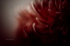 Non faccio foto di fiori