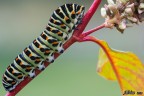 Non sono un esperto di macro e ci anche per motivi di vista ma se capita l'occasione ci provo. Scatto non preparato, fatto in natura.
105mm - f7,1 - ISO 800 - 1/80s
