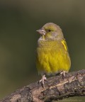 Il batuffolino