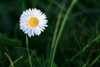 Ho voluto provare a fare uno scatto ravvicinato tipo "macro". Ho cercato nel forum se ci sono "tutorial" per il macro, categoria che ultimamente mi attira tanto, ma forse non sono ancora ben pratica e non ho trovato nulla. 
Critiche sempre ben accette, insieme ai consigli.
Grazie in anticipo ... :)