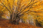 Esplosione di colori autunnali nel sottobosco silano