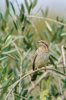 Torcicollo