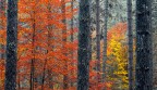 Amo l' Autunno, nei suoi colori, nelle sue forme, nei suoi suoni. Ultimamente sono impegnato (anche se per via del lavoro devo limitarmi con le uscite) nel creare immagini autunnali della splendida Sila.